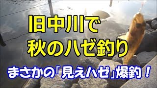 旧中川で秋のハゼ釣り。まさかの「見えハゼ」爆釣！