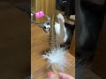 おもちゃに夢中な猫【cat playing with a toy】 shorts cat 野良猫