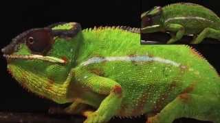 How Chameleons Really Change Color