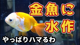 金魚には水作だ らんちゅう水槽のプチリセット ブリッジSとフラワーMを設置する