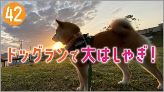 【柴犬・子犬】初めてのドッグランで大はしゃぎワンプロも！_#042 | Having a blast at the first dog run