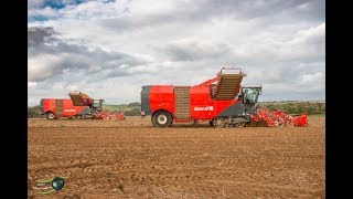 Récolte de pommes de terre | 2x DEWULF \u0026 CASE IH