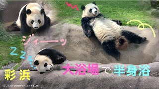 (Panda video)[11/19 📷 Saihin 🌈 half-body bathing ♨️ sleeping] Suddenly heavy rain ☔ running home 🏃 /