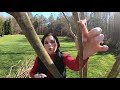 how to properly prune a crape myrtle gardening with creekside