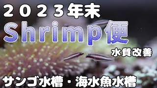 2023年末Shrimp便で水質改善・大掃除しながら水槽の現状公開😊