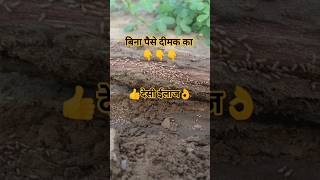 👉ये है, खेत से दीमक भगाने का देसी तरीका 👌 फसलों को दीमक से कैसे बचाएं | treatment for wood termites