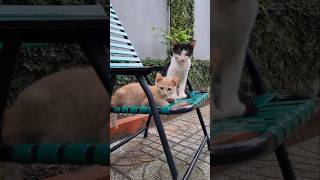 2 đứa biết tận hưởng quá hé #cat #cafe #love #shorts