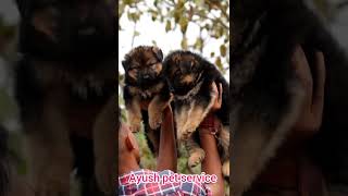 double coat German shepherd puppies available #8839375821 #bhilai #chhattisgarh #raipur