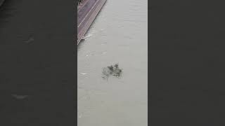 Bern, Aare Hochwasser beim Schwellenmätteli, Sicht von der Kirchenfeldbrücke (2)