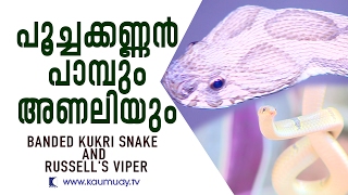 പൂച്ചക്കണ്ണൻ പാമ്പും അണലിയും | സ്‌നേക് മാസ്റ്റർ