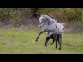 appaloosa klisna franczeska watani