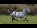 appaloosa klisna franczeska watani