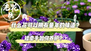 【老花医植物推荐】什么花可以拥有童年的味道？还带有星空点点？矮牵牛如何养护？Tips fpr Garden Petunia 'starry sky' growing and care.