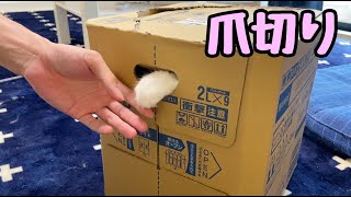 子猫の爪を画期的な方法で切ってみた