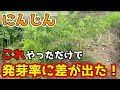 【にんじん】比較あり！これやったら発芽率が大幅アップしました。【家庭菜園】