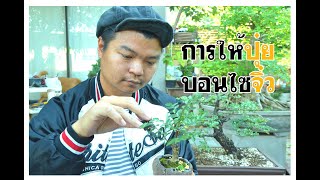 Gu Bonsai จิ๋วแต่แจ๋ว : การให้ปุ๋ยสำหรับบอนไซจิ๋ว