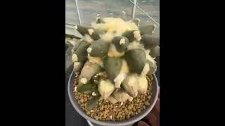 Ariocarpus $500 Vietnam imported for preorder 😉🌵❤️