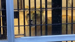 東山動植物園 室内にいるライオンのルナ