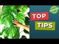 Top 10 Houseplants Care Tips For BEGINNERS