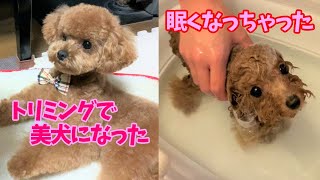 お風呂が気持ち良くて虚ろな目で眠そうな顔する子犬が可愛すぎる☆  / トリミングするたびに美犬になるイケメントイプードル　【多頭飼い】【トイプードル】【極小マイクロティーカップ】