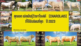 สุดยอดพ่อพันธุ์วัวชาโรเล่ห์ที่นิยมที่สุด ปี2023