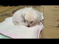 一休みです〜 ★トイプードルのうめ吉くん（668日目 ★umekichi diary of poodle dog