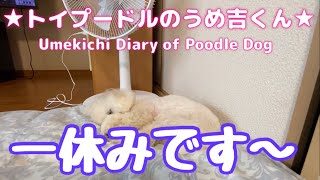 一休みです〜 ★トイプードルのうめ吉くん（668日目)★Umekichi Diary of Poodle Dog