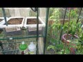 Part 3 of 5: One Planting Strategy for a Fall Greenhouse... Greens! - The Rusted Garden 2013