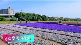 現場直擊》美炸！古亭「紫爆」花海  13萬盆花浪漫滿開