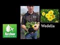 Wedelia - Archer Services