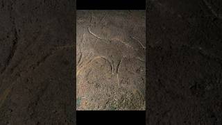 Native American Rock Carving Found In The Woods of Georgia!