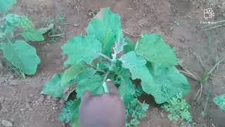 இளவம்பாடி முள்ளு கத்தரிக்காய் சாகுபடி. brinjal cultivation at vellore tamilnadu#brinjal #culture