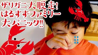 【脱走!】はるすずファミリー大パニック!!ザリガニが脱走して大捜索開始！