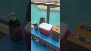 眼ヂカラ半端ないアシカ#shorts #桂浜水族館 #ケイタ