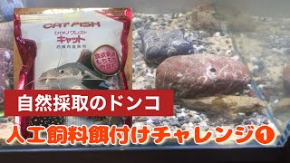 【淡水魚】自然採取したドンコを人工飼料で餌付けするプロジェクト❶