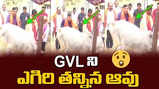 జీవీఎల్ ను కాలుతో తన్నిన ఆవు..! | BJP MP GVL Narasimha Rao | Guntur Mirchi yard | CMTV