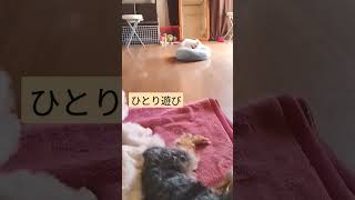 【パピー犬のポポ】ひとり遊び3ヶ月　#マルチーズ　#仔犬　#子犬　#幼犬　#ひとり遊び　#楽しい　#子犬のいる暮らし 　#成長記録