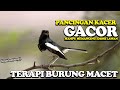 PANCINGAN KACER NGEPLONG - PANCING KACER MACET DENGAN INI..!!!