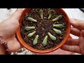 succelent simplest way to propagate succulents 教大家如何用叶插繁殖法让多肉植物繁殖