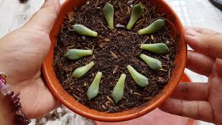 [ Succelent ] Simplest way to Propagate Succulents | 教大家如何用叶插繁殖法让多肉植物繁殖