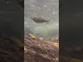 beauty underthewater fish nature iphone photography cinematic