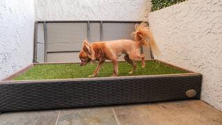 The apartment-friendly bathroom solution for dogs