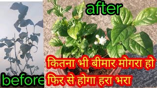 मरते हुए और सूखते हुए मोगरा को कैसे बचाए     organic fertilizer से करेंगे इलाज रिजल्ट आपके सामने है