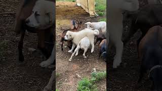 Adorable Dog Gets Playtime With Goats