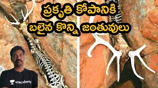 ప్రకృతి కోపానికి బలి అయిన కొన్ని జంతువులు||#interestingfacts #telugufacts #unknownfacts