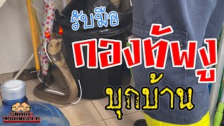 PINYO The Snake Wrangler | ช็อค .. ผวา !! กองทัพงูบุกบ้าน ต้องทำไง | งูเห่า งูพิษอันตราย