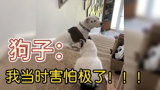 狗子：我当时害怕极了！！！   #萌宠 #搞笑合集