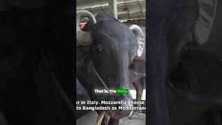 🐄 মুরা গবাদি পশু - ইতালির প্রিমিয়াম জাত! 🇮🇹🔥🐄 Moora Cattle – Italy’s Premium Breed! 🇮🇹🔥