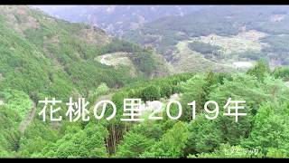 花桃の里２０１９年