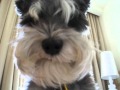 Dog Singing Edge of Glory by Lady Gaga